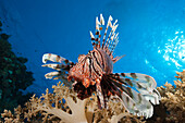 Lionfish over Coral Reef, Pterois miles, Elphinstone, Red Sea, Egypt