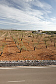 Almond trees next to a rural road MA-3400 near Santa Margalida, northern island, Mallorca, Balearic Islands, Spain