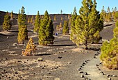 Samara Volcano, Pinus Canariensis, Pino canario, Pico del Teide, El Teide National Park, Tenerife, Canary Island, Spain