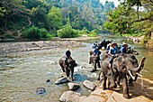 Elephants, Chiang Mai Province, Thailand.