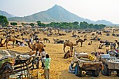Pushkar camel fair  Pushkar  Rajasthan  India  Asia.