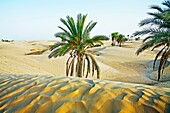 Sand dunes  Sahara Desert, Douz, Tunisia.