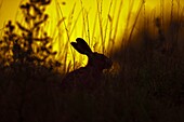 Brown Hare Lepus europaeus feeding in early morning
