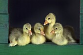 Ebdem Geese Goslings at four days old