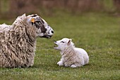 Lamb bleating to ewe