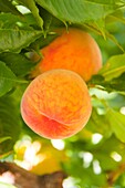 Canada, BC, Penticton  Ripe peaches on the tree, on the Narramata Bench