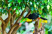 Keel-billed Toucan Ramphastos sulfuratus, Chagres National Park, Colon Province, Panama, Central America, America