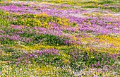 Wildflowers, Hantam National Botanical Garden, Nieuwoudtville, Namaqualand, Northern Cape province, South Africa, Africa