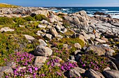 Wildflowers, Postberg Trail, West Coast National Park, Western Cape province, South Africa, Africa