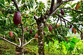 Cacao tree, Oreba organic cacao, Oeste Arriba River, Ngabe Ethnic Group, Bocas del Toro Province, Panama, Central America, America
