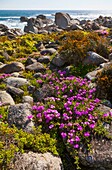 Wildflowers, Postberg Trail, West Coast National Park, Western Cape province, South Africa, Africa
