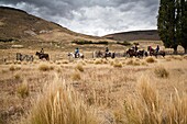 Horseback riding, Patagonia, Argentina
