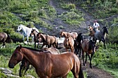 Gaucho with horses at Estancia Los Potreros, Cordoba Province, Argentina