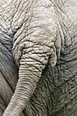 Asian or Asiatic elephant  Elephas maximus  Myanma Timber Enterprise  Katha area  Sagaing Division  Burma  Republic of the Union of Myanmar