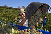 Montilla, Harvesting Pedro Ximenez wine grapes, Vintage in a vineyard in Montilla, Montilla-Moriles area, Cordoba province, Andalusia, Spain