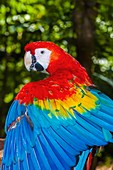 Scarlet macaw, Xcaret Park Eco-archaeological Theme park, Riviera Maya, Quintana Roo, Mexico