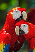 Scarlet macaw, Xcaret Park Eco-archaeological Theme park, Riviera Maya, Quintana Roo, Mexico