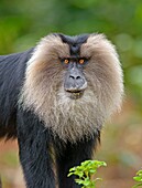 baby, color image, endangered species, endemic, India, Lion-tailed Macaque, macaca, macaca silenus, macaque, primate, reserve, Silenus, South India, status, threatened, Tiger, wild, T96-1809076, AGEFOTOSTOCK