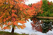 an autumn lake scene in the Adirondack Mountains in the USA