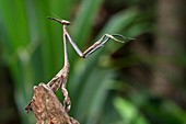 Praying mantis. Image taken at Satau, Senggi, Sarawak, Malaysia.