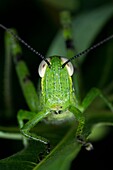 Grasshopper. Image taken at Kampung Skudup, Sarawak, Malaysia.