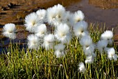 Greenland, Nuussuaq peninsula, Arctic cotton grass