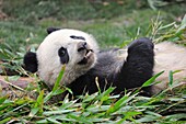 China, Sichuan, Chengdu, Bifengxia Panda Base Chengdu Research Base of Giant Panda Breeding, Giant panda eating bamboo