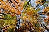 Beech Trees in a woodland displaying their autumn colour  Prior´s Wood, Portbury, North Somerset, England
