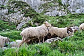 Sheepherd in the Asturias Mountain, Onis Valley, Spain