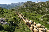 Sheepherd in the Asturias Mountain, Onis Valley, Spain