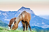 Livestock in Ordesa & Monte Perdido National Park, Huesca, Aragon, Spain Pyrenees