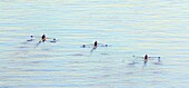 Scullers on Malaga bay, Spain