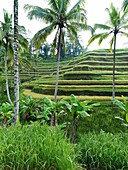 The Ubud Rice Terraces in Indonesia, a recent addition to the UNESCO WORLD HERITAGE certification