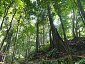 Lush vegetation in Indonesia