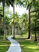 A pathway through palm trees at a resort