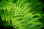 Fern frond in Alaska