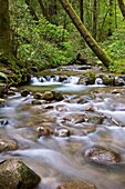 A river running through a forest in Santa Cruz, CA