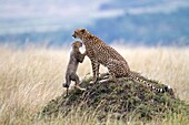 Cheetah Acinonyx jubatus with playing cub, Masai Mara, Kenya