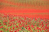 A field of poppies at Blackstone Nature Reserve, near Bewdley, Worcestershire, England, Europe