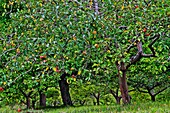 Apple tress, Asturias, Spain