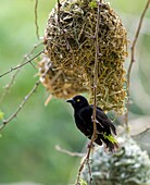 Adult male Vieillot´s Black Weaver Ploceus ngierrimus constructing a nest