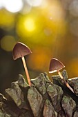 Mushroom growing on pine at Lousã Mountain, Portugal