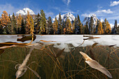View beneath the icy surface with the bizarre tangle of aquatic plants in Lago d'Antorno in front of the peaks of Cadini Misurina in the Sexten Dolomites, Belluno, South Tyrol, Italy