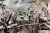 Sumatra orangutans, Pongoland, Zoo Leipzig, Saxony, Germany