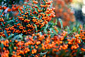 seabuckthorn, near Rerik, Mecklenburg-Western Pomerania, Germany