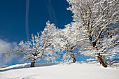Snow covered beech trees, Schauinsland, near Freiburg im Breisgau, Black Forest, Baden-Wuerttemberg, Germany