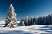 Schneebedeckte Tannen, Schauinsland, nahe Freiburg im Breisgau, Schwarzwald, Baden-Württemberg, Deutschland