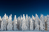 Snow covered trees in front of a deep blue sky, Schauinsland, near Freiburg im Breisgau, Black Forest, Baden-Wuerttemberg, Germany
