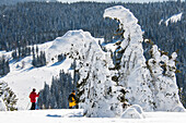 Verschneite Tannen und Schneeschuhwanderer am Feldberg, Schwarzwald, Baden-Württemberg, Deutschland