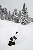 Schneebedeckte Tannen, Schauinsland, nahe Freiburg im Breisgau, Schwarzwald, Baden-Württemberg, Deutschland